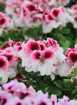 花丛