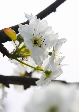 梨花