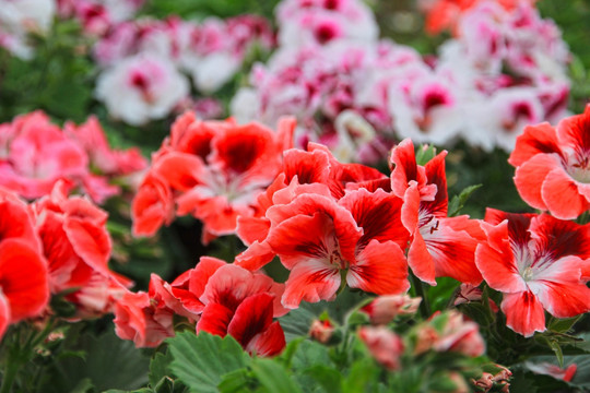 花簇