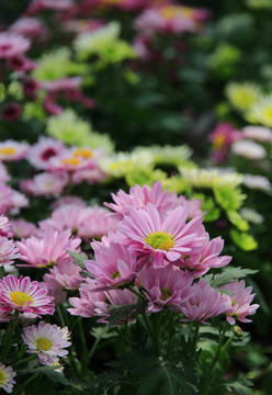 小菊花