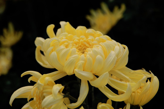 菊花