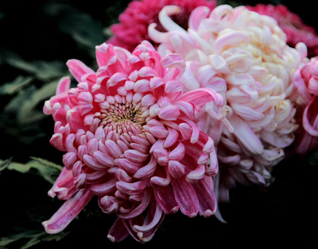 菊花
