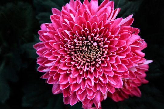 菊花