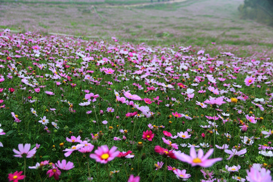 格桑花