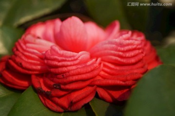 山茶花