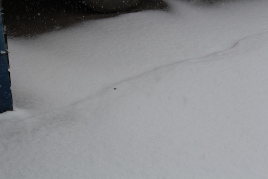 雪 雪地 北京2017 下雪