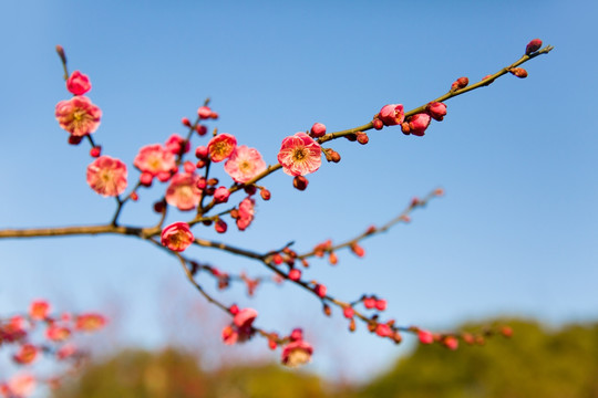 粉色梅花