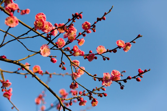 粉色梅花