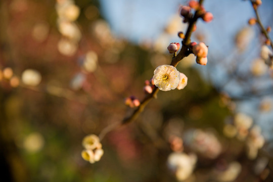 黄色梅花