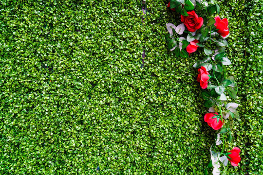4000万像素 绿色植物墙