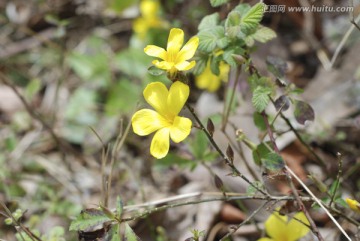 小黄花