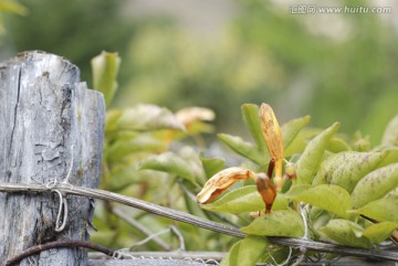 炮仗花