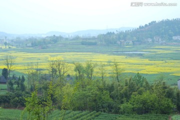 金色田野