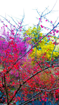 梅花 花枝