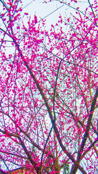 樱花 花枝