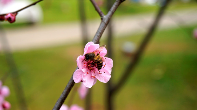 梅与蜂