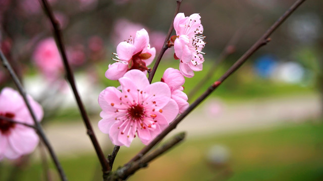 缕缕幽芳