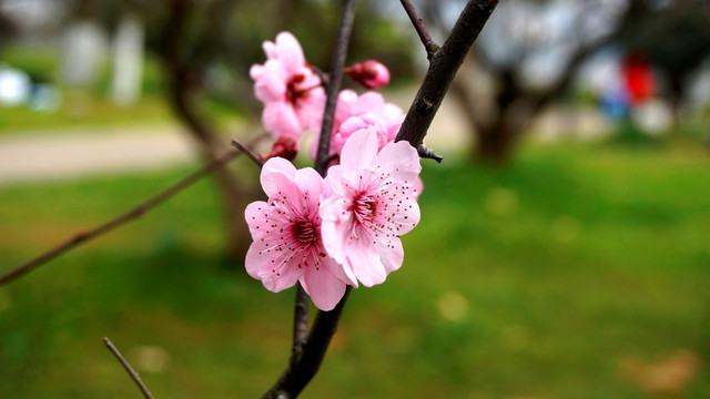 红梅花开