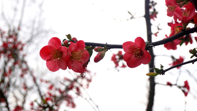 桃花烂漫