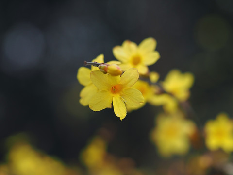 迎春花