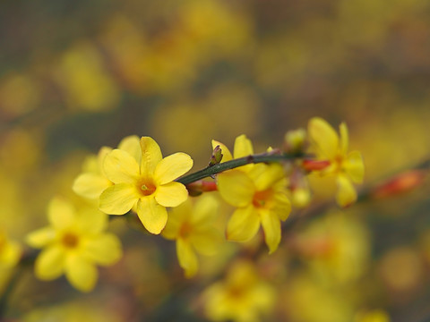 迎春花