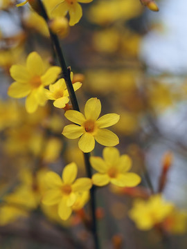 迎春花