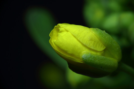 微距摄影 黄色花苞