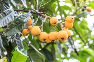 成熟的枇杷水果