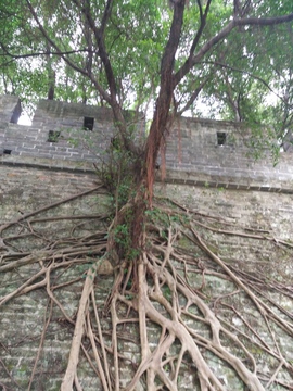 生长在城墙上的树