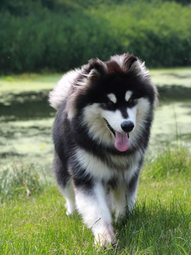 苏牧犬