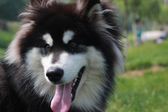 牧羊犬