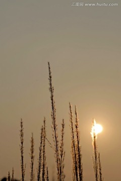 夕阳下的芒草 芒絮