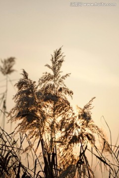 逆光下的芦苇 芦苇花