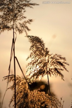 夕阳下的芦苇