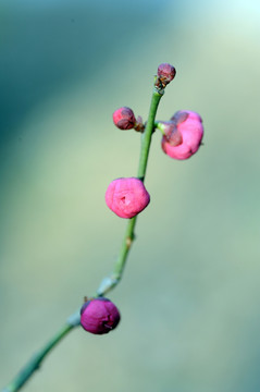 梅花