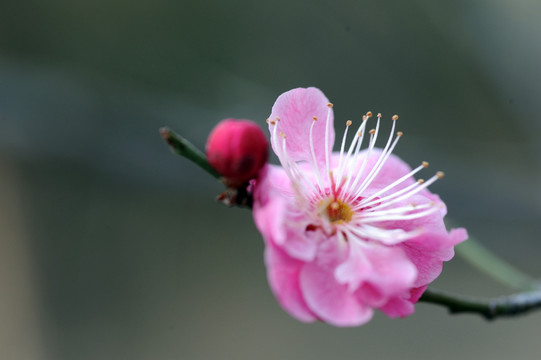 梅花