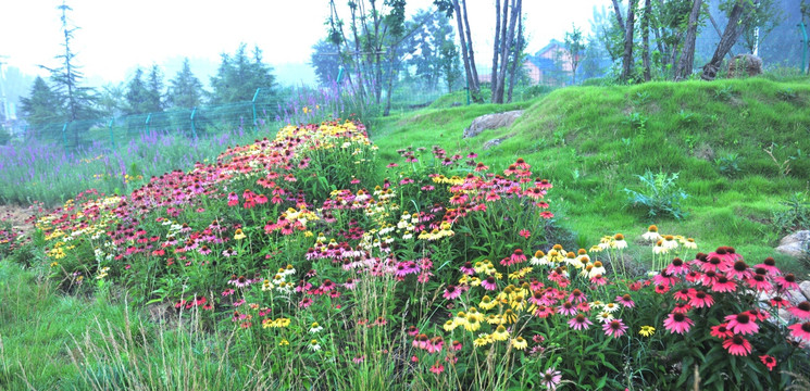 公园花草  花的世界