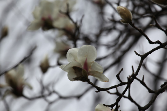 玉兰花 花 花卉