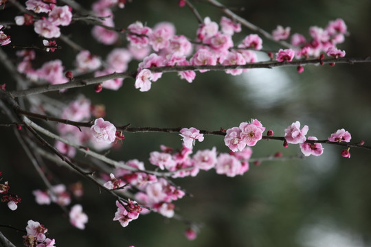 梅花 花