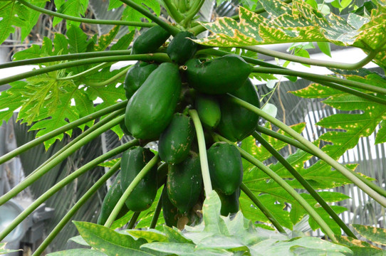 木瓜