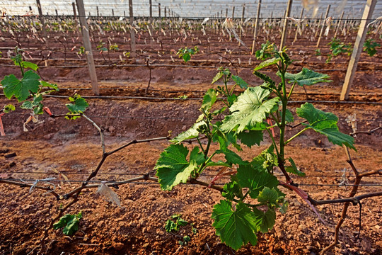 温棚里种植葡萄