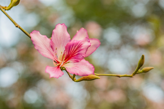 紫荆花