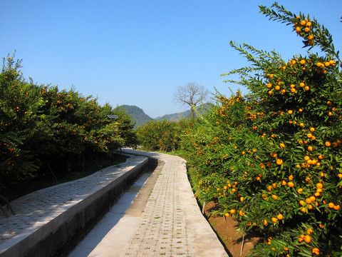 水果基地