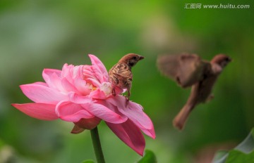 捕食的麻雀