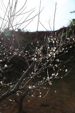 梅花