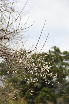 梅花