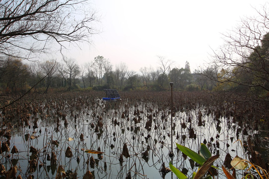 西溪湿地残荷塘