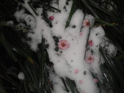 雪地 梅花