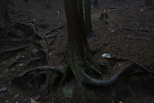 松树根