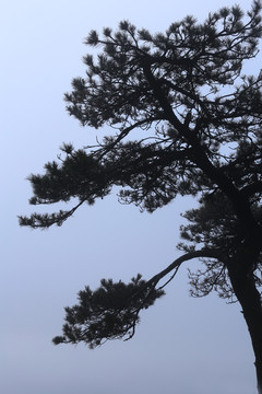 迎客松
